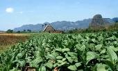 Cultivo del Tabaco. Pinar del Río.o